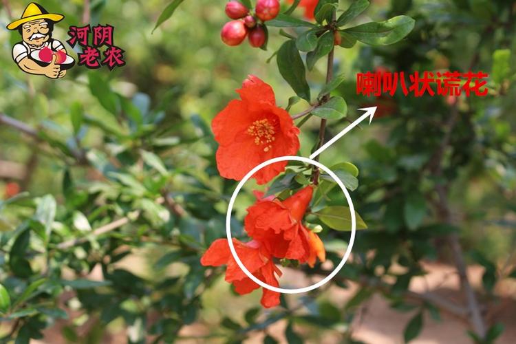 当我得知石榴花是雌雄同体的时候,我居然想到的是玉女