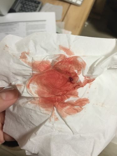 九周流鲜血 不多