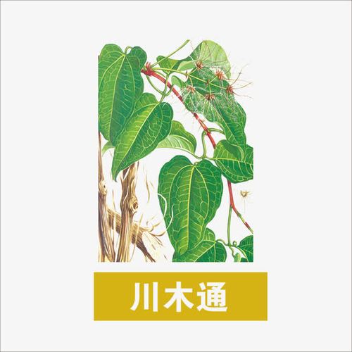 川木通