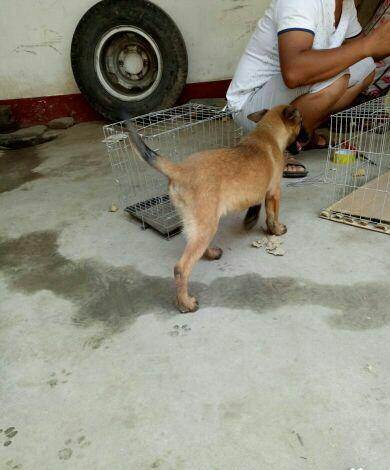 3个月的马犬2200元(公母均有)