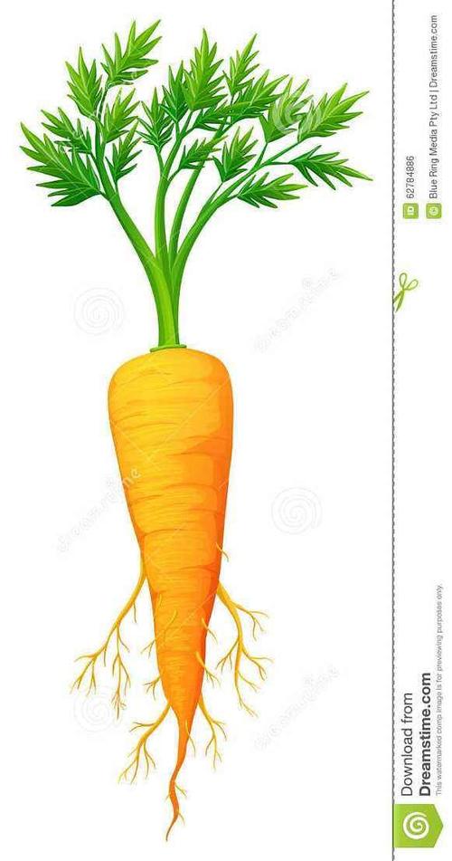 "科学领航,艺术护航"小潭乡永安社区幼儿园小班"萝卜的秘密"