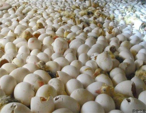 鹅蛋孵化的条件介绍