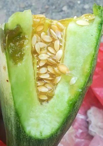 甜瓜细菌性果腐病