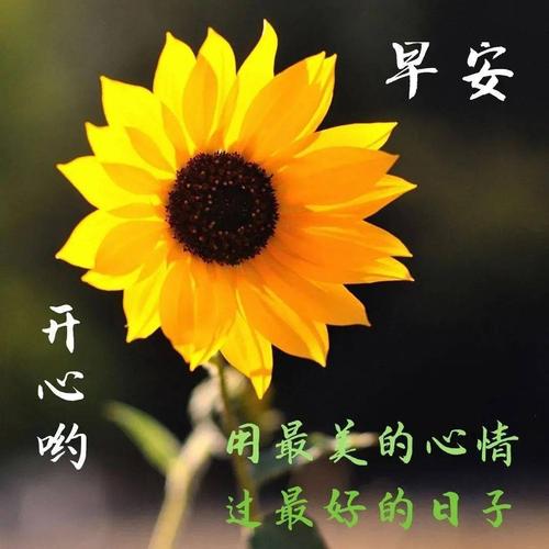 朋友圈经典早安暖心问候祝福短信,微信早晨好图片带字