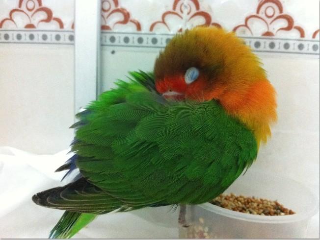 牡丹鹦鹉生病了,喂过土霉素,青霉素,维c冲剂;但是还没有好呢,喂葡萄糖