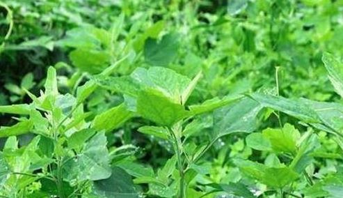 70年代最受欢迎的野菜,比"城市菜"贵,做法多样味道好!