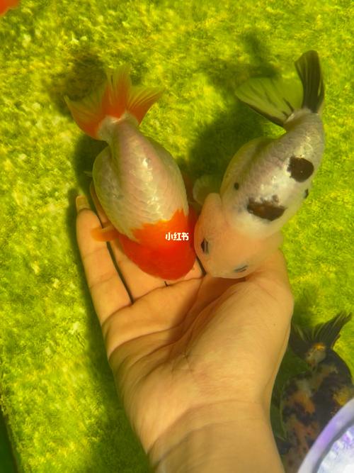 兰寿金鱼_宠物_宠物_宠物其他