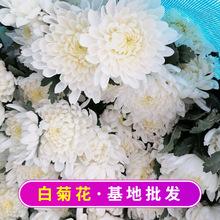 基地批发白菊花 单支手捧鲜花清明扫墓祭祀菊花花束 花店用花批发