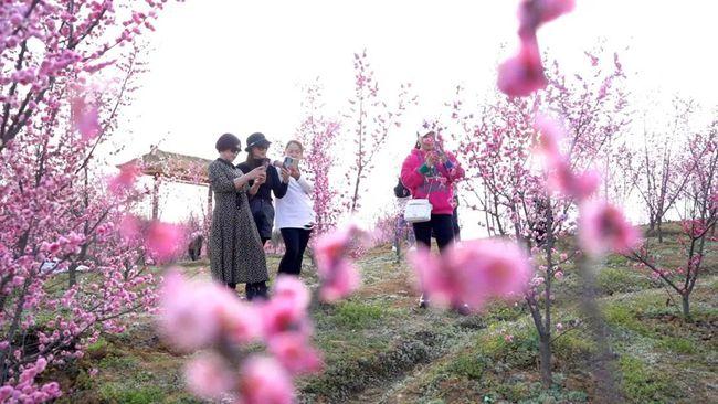 万株梅花热烈盛开,安州邀您踏春赏花