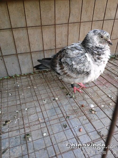 高手指教:鸽子喉咙总有异响(图)
