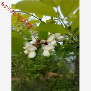 龙岩上杭杈杷果苗种植条件欢迎访问咨询