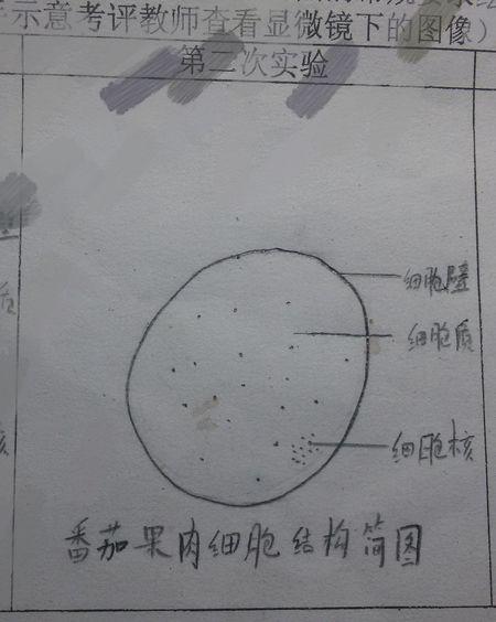 这个番茄果肉细胞结构简图的细胞质的横线应该画在空白处吧(就是不在