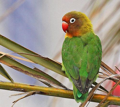 为牟利宠物店主贩卖濒危棕头牡丹鹦鹉