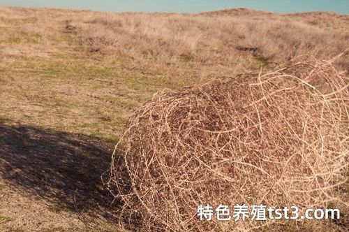 风滚草幼苗长什么样子