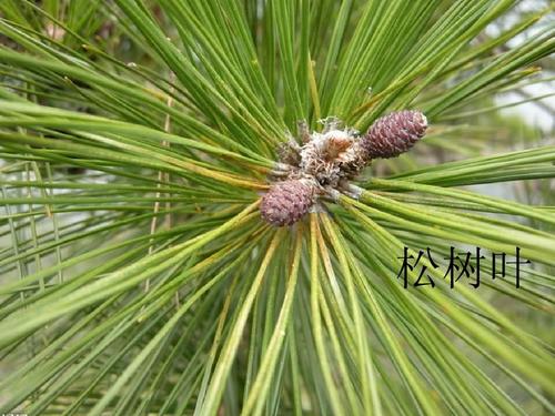 简单,实用 松树叶
