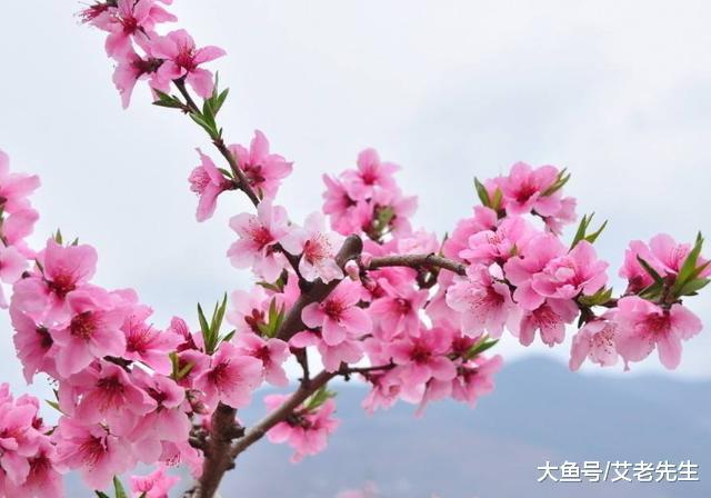 1982年属狗39岁的桃花劫1982年属狗39岁的桃花劫