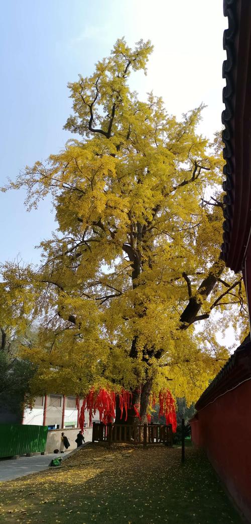 满园华盖玉泉寺