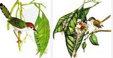 长尾缝叶莺体长约十一厘米,比麻雀稍小