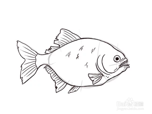 3 鱼鳍上的素描. 4 勾勒出食人鱼的形状.