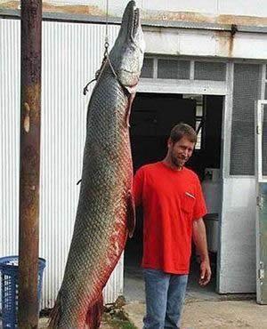 世界最大的鱼:各种世界最大的鱼类不看后悔(图)