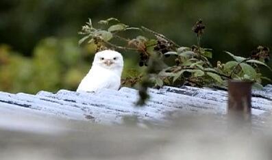 英摄影师拍到罕见纯白色猫头鹰似凡间精灵