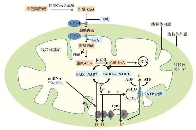 专家论坛线粒体损伤在非酒精性脂肪性肝病发生发展中的作用
