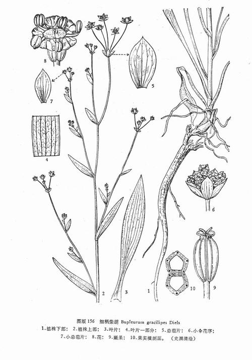  p>细柄柴胡(学名:bupleurum gracilipes)是伞形科柴胡属的植物,是