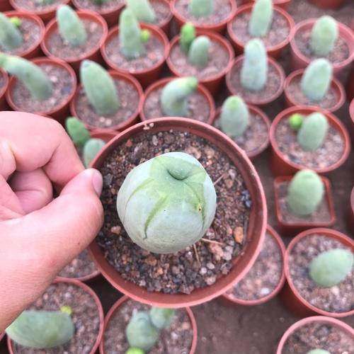 仙人球程程柱仙人球仙人柱多肉植物小盆栽