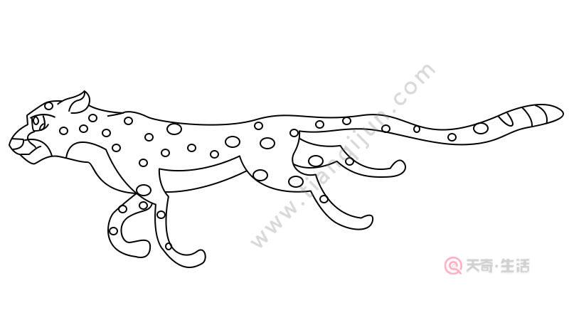 豹子简笔画豹子的画法