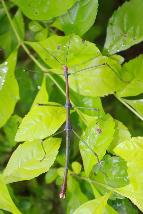 竹节虫目·竹节虫总科:竹节虫