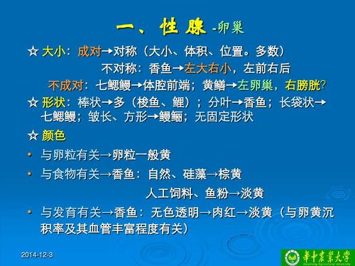 所有分类 农林牧渔 水产渔业 鱼类繁殖与发育ppt 一,性 腺 -卵巢