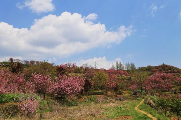 余姚大岚樱花季火焰山