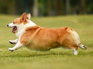 来自短腿柯基的8个小秘密,最后一点很多人都不知道!