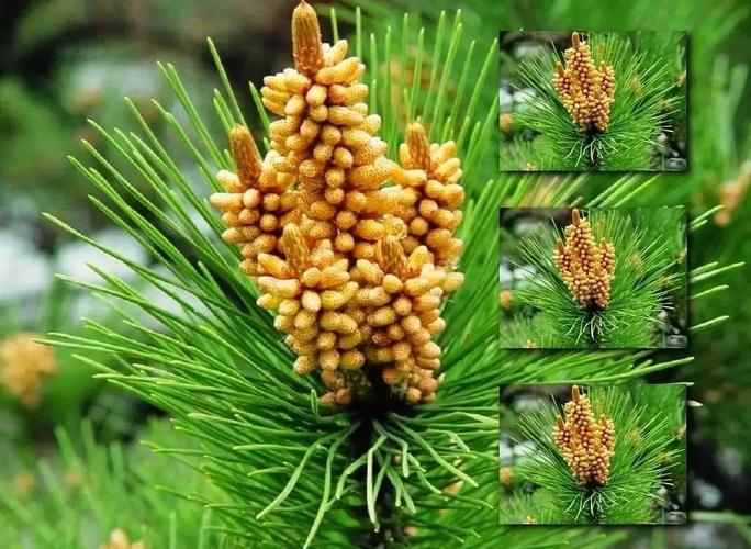 一:松花粉 松花粉就是松树的花粉,是松树花蕊雄蕊的精细胞.