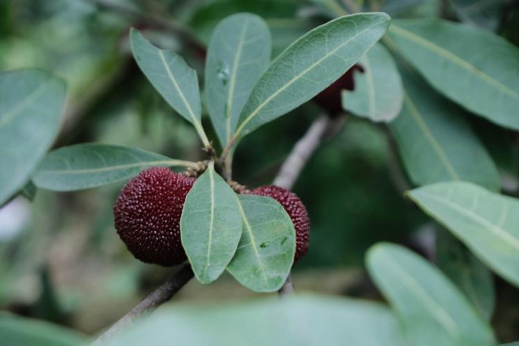 杨梅季_杨梅_苏州东山_美食_美食展示