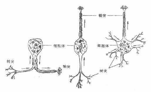 中医书籍 《骨科学》 2.显微结构 神经细胞由细胞体,树突及轴突构成.