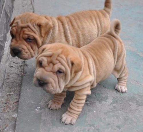 宠物沙皮狗 幼犬活体