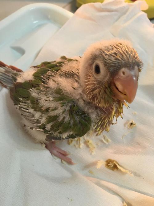 小太阳鹦鹉幼崽不爱吃奶怎么办以前爱吃这两天就不爱吃怎么办啊?