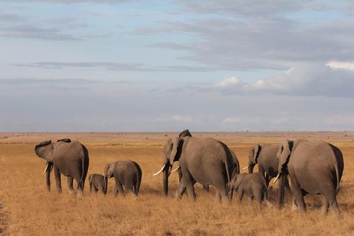 《动物世界》纪录片对你有什么启发?