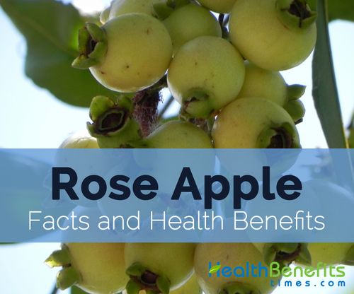 watery rose apple facts and health benefits