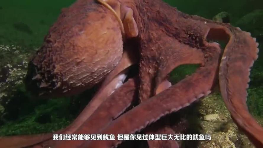 大王酸浆鱿为何长这么大?只能存活450天网友:这眼睛好