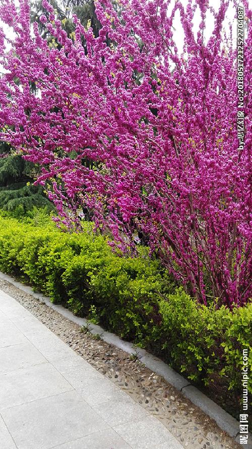 紫荆满条红图片