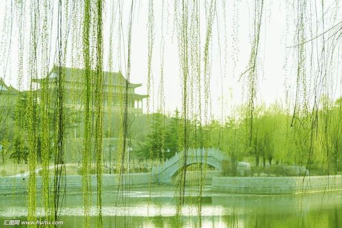 柳丝