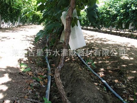 葡萄园滴灌