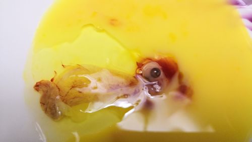 照蛋完了我们就开始解剖蛋了.我们看见了小鸡的眼睛和脚,翅膀.