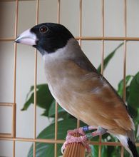 人工繁殖方面在辽宁,吉林,黑龙江,当地的爱鸟者已自己繁育成功,而且还