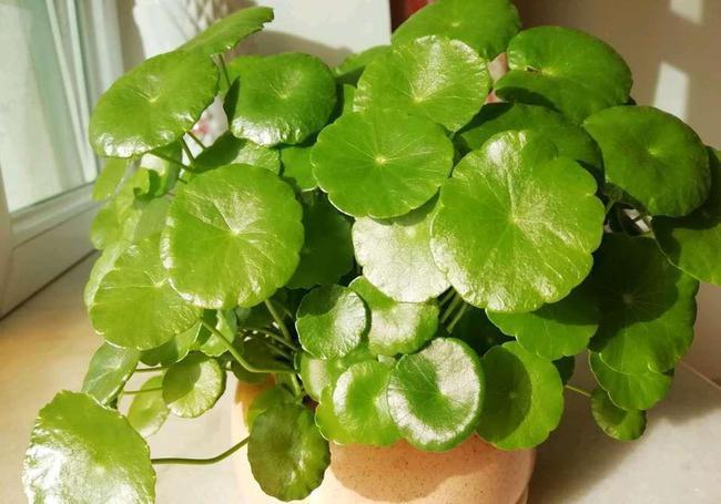铜钱草不好养?记住一个公式:3勤,2多