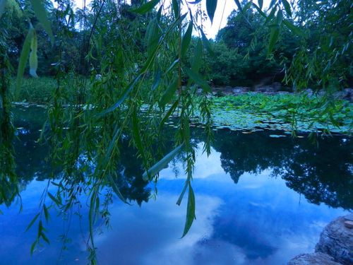 梦中的水木清华荷塘月色赏析之回味