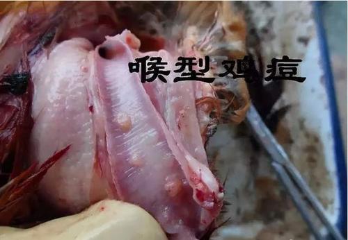 另一种(白喉型)是在口腔和咽喉部分生长一层灰白色的豆腐渣样的薄膜