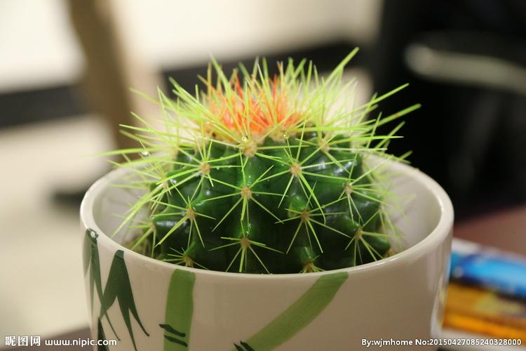 仙人球摄影图__花草_生物世界_摄影图库_昵图网nipic.